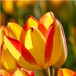 Тюльпан многоцветковый Флоретте 5 шт.