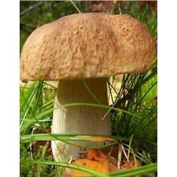Грибы Белый гриб Классический (УД) 30 мл/15 гр цв.п
