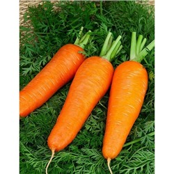 Морковь Шантенэ 2461 2 гр цв.п.