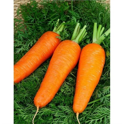 Морковь Шантенэ 2461 2 гр б.п.