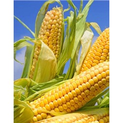Кукуруза Кубанский сахарный 210 5 гр цв.п