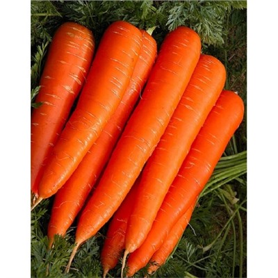 Морковь Лонге Роте 2 гр б.п.