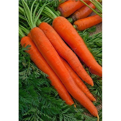 Морковь Витаминная 6 (Гранулы) 300 шт