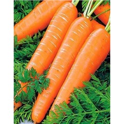 Морковь Гиганто Росса (УД) 2гр цв.п.