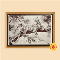 Леопард (600 грамм)