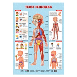 Плакат дидактический. Тело человека. 45х64 см.