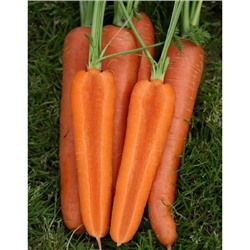 Морковь Аурантина F1 (Enza Zaden) 0,5г цв.п.