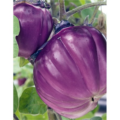 Баклажан Виолетта ди Фиренце (УД) 20 шт. цв.п