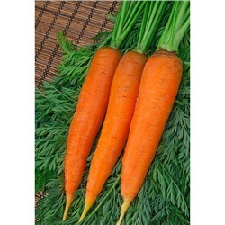 Морковь Шантенэ Роял  2 гр б.п.