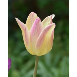 Тюльпан лилиецветный Элегант Леди 5 шт.