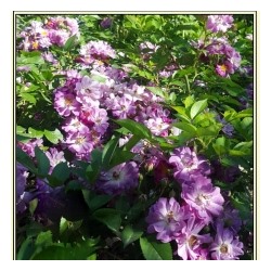 Вейльхенблау (мультифлор), Цветы лилово- фиолетового цвета слабого аромата, диаметром 4-5см. Вьющаяся роза  высотой 250-300см. Морозостойкая, устойчивая к заболеваниям.