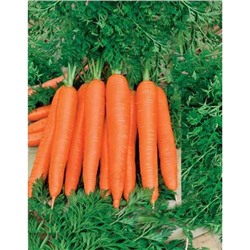 Морковь Осенний король 2 гр б.п.